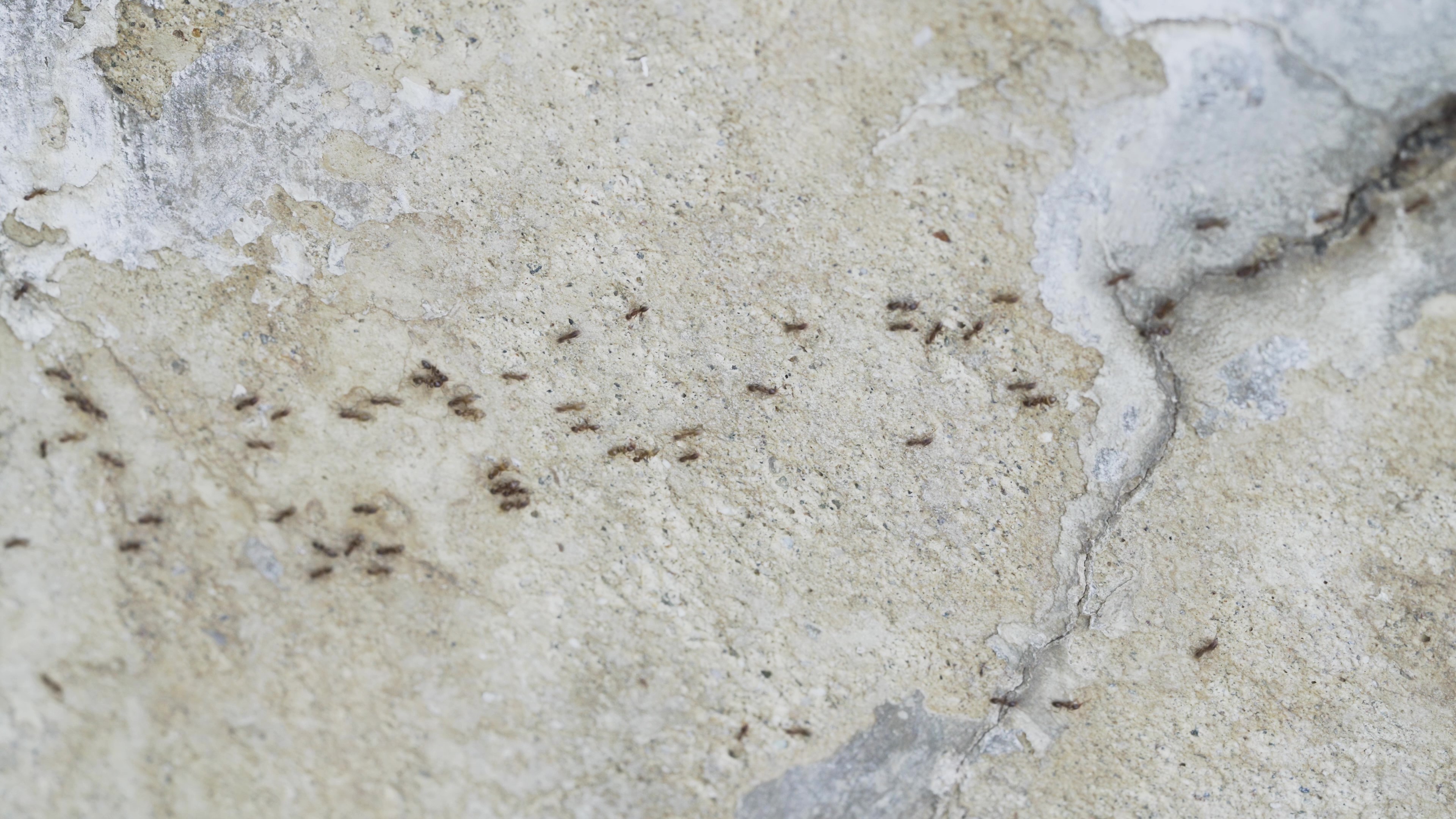 Argentine ants forming a trail on concrete.