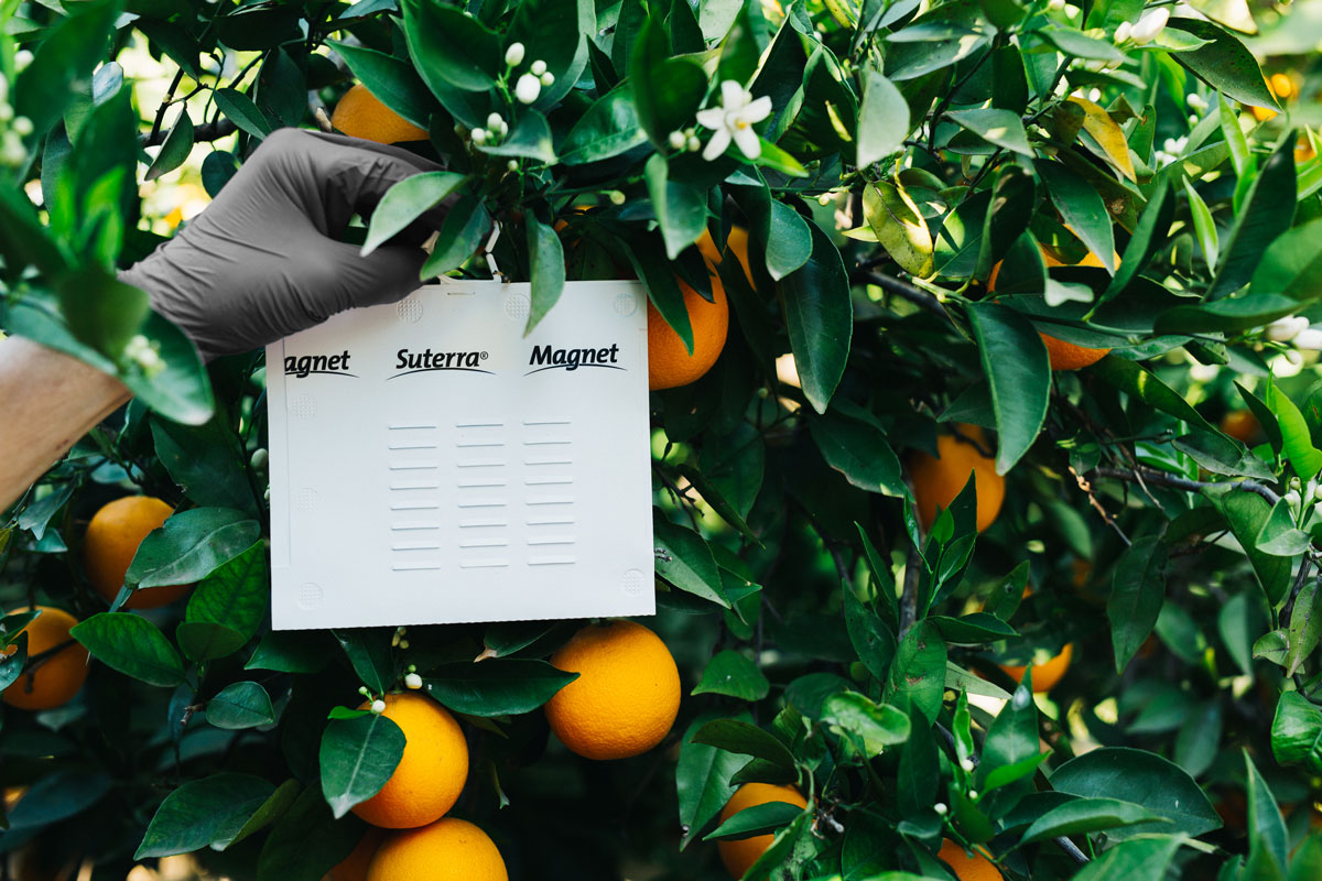MagnetMed colocación en campo