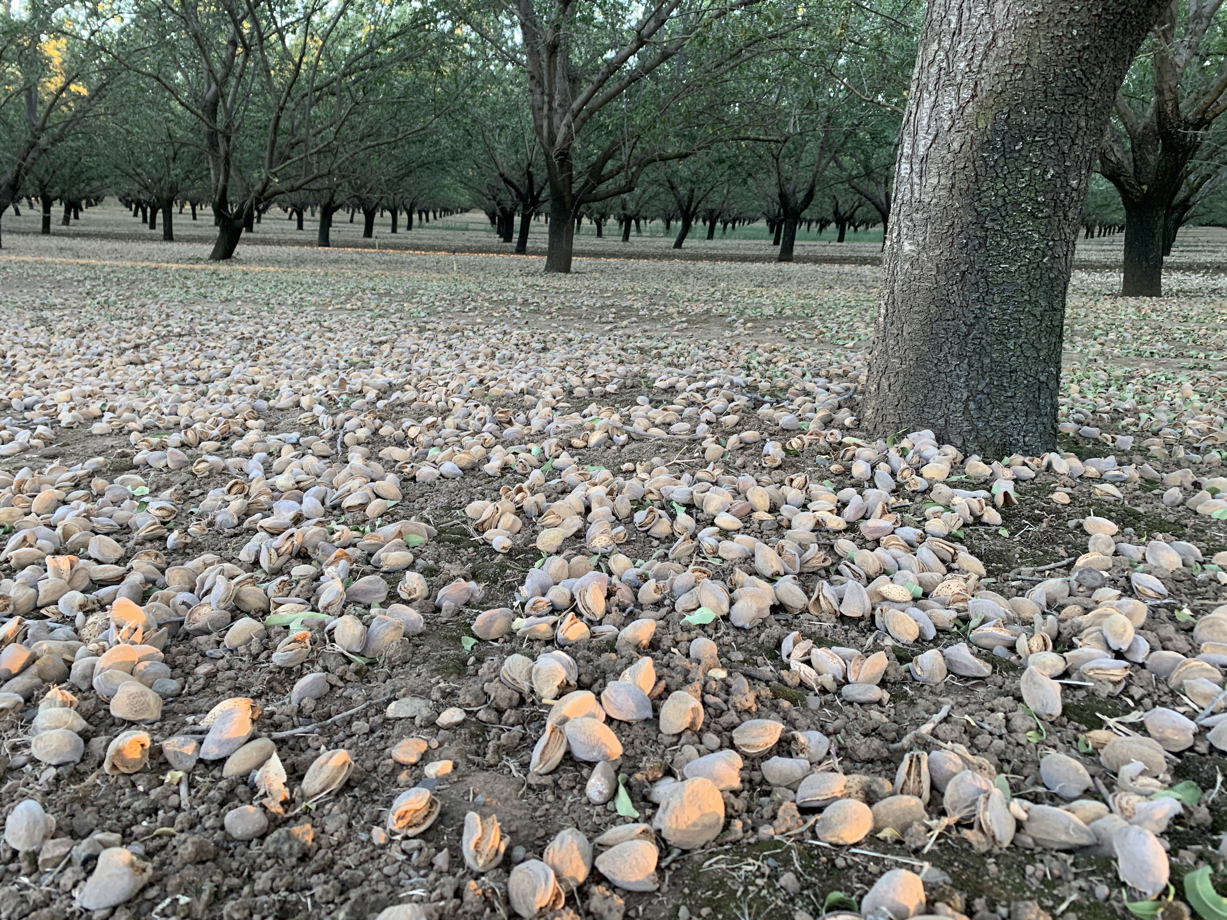 Almonds on ground in orchard.