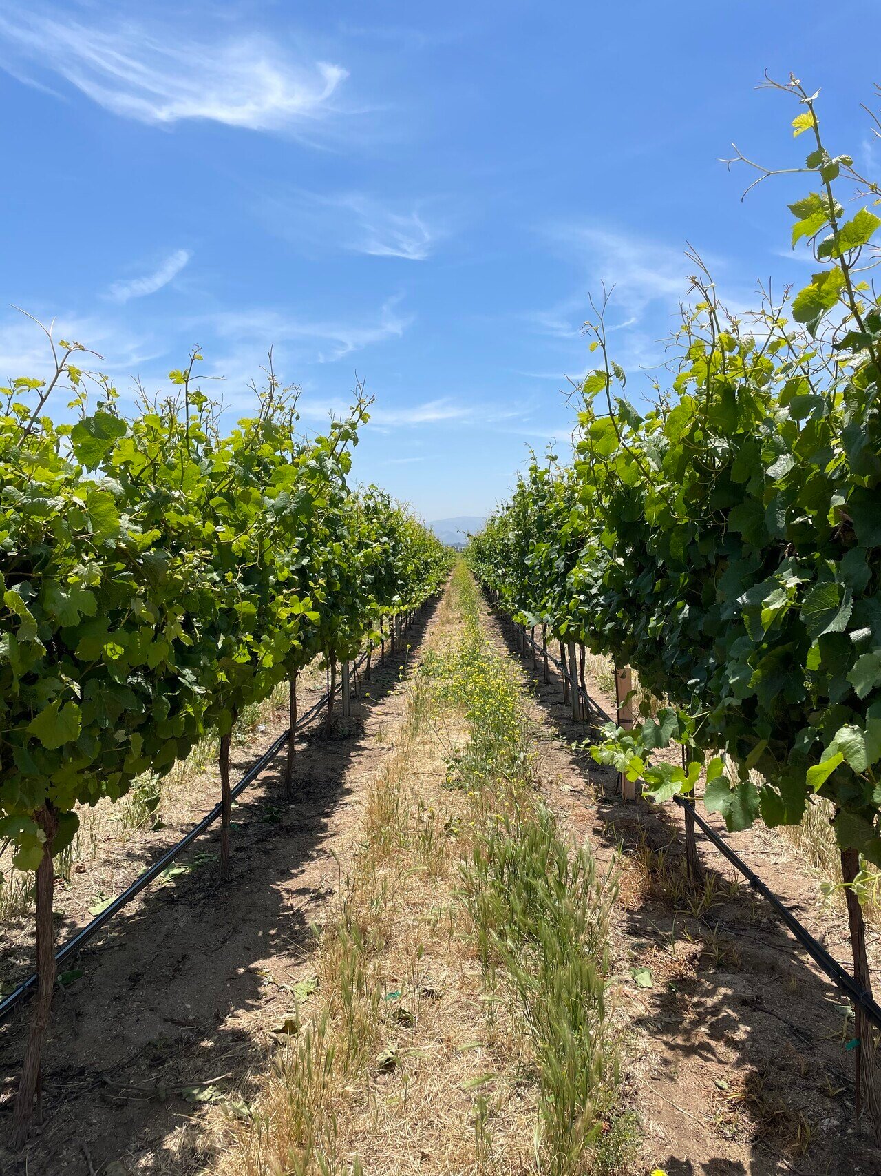Vine Mealybug - Never Stop Protecting