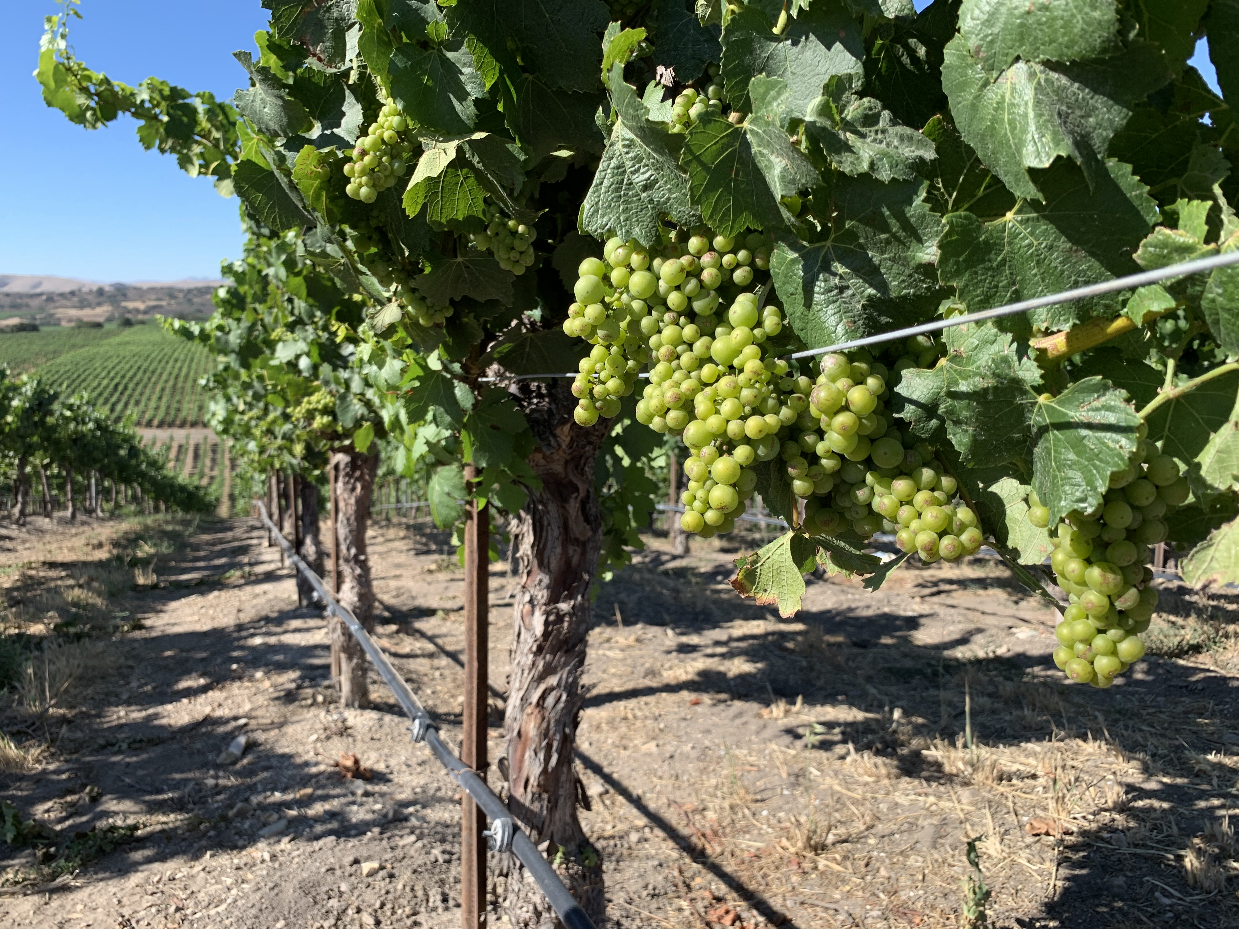 Grapes on the vine in a California vineyard.