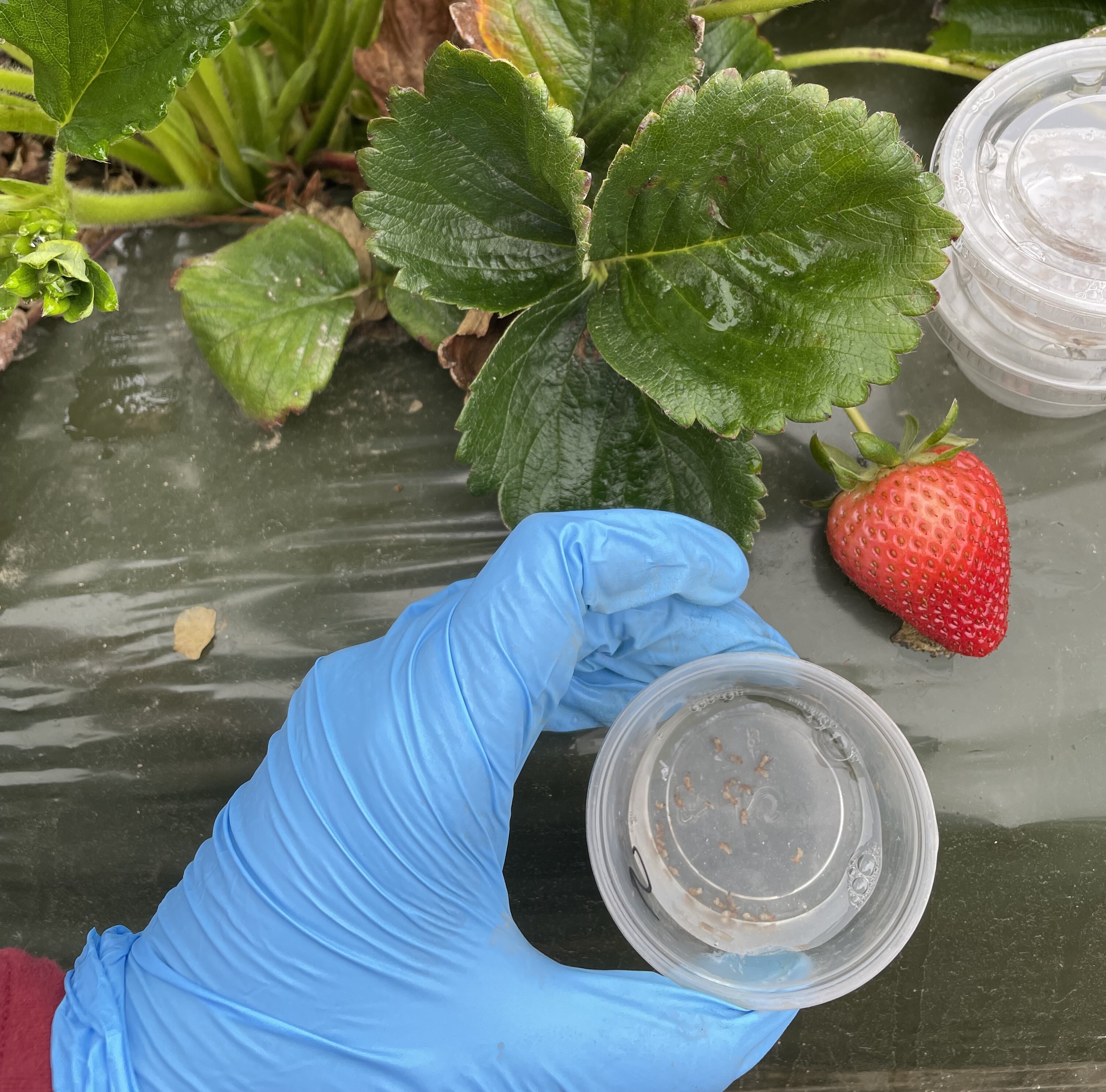 Pest Profile: Spotted Wing Drosophila