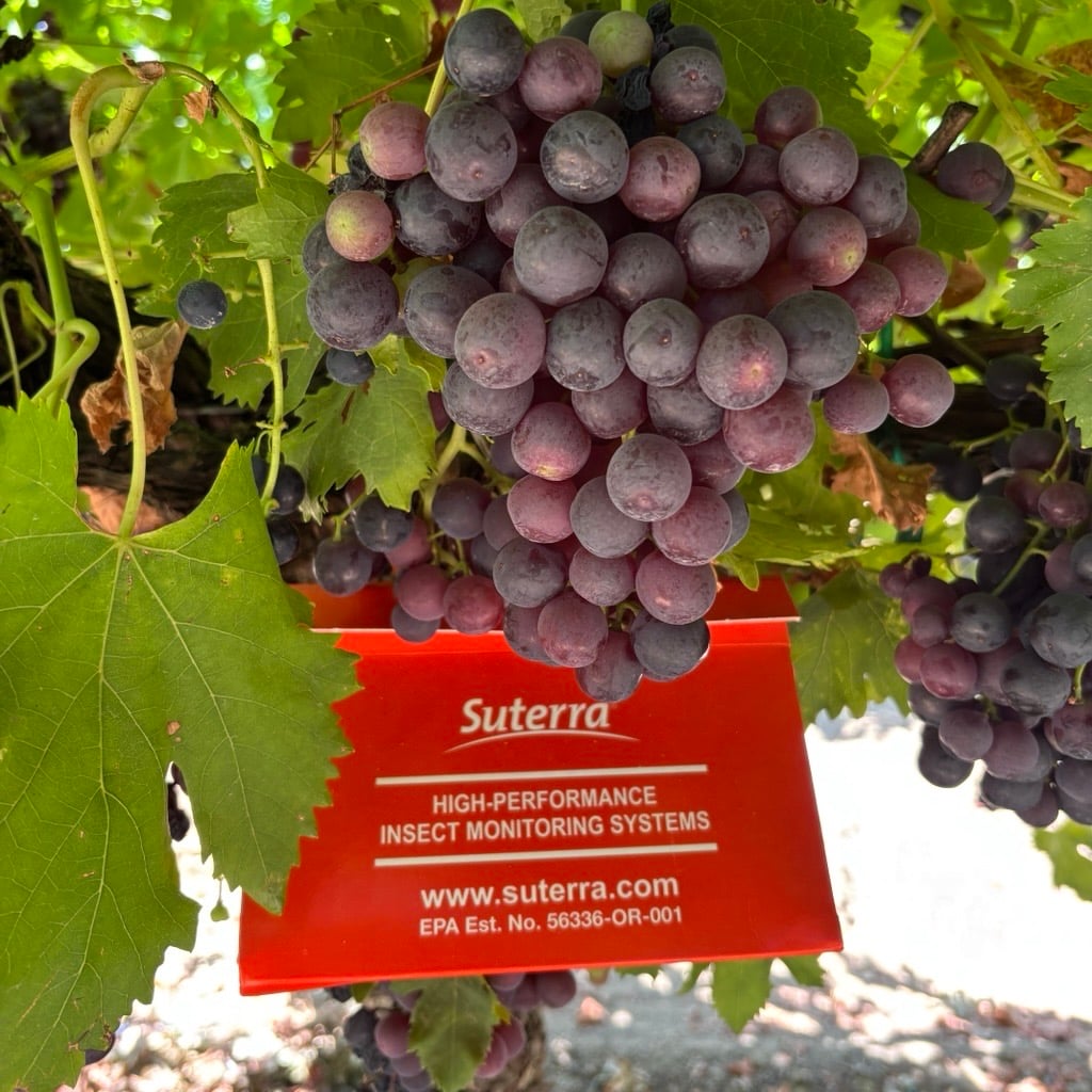 How to Identify Vine Mealybug from Grape Mealybug in Vines