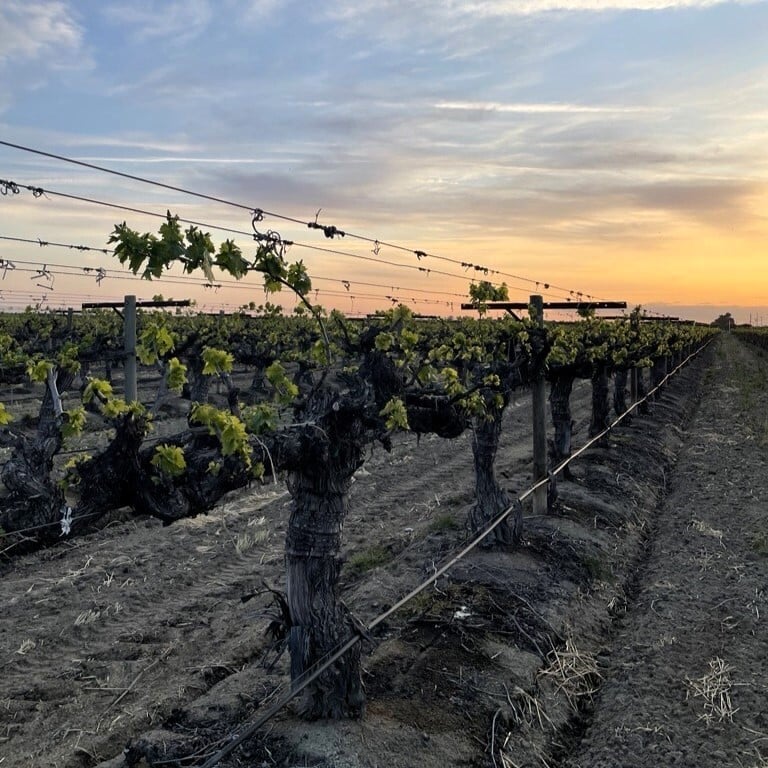 Mothballing Vineyards: How Growers Without Harvest Plans Can Manage Pests