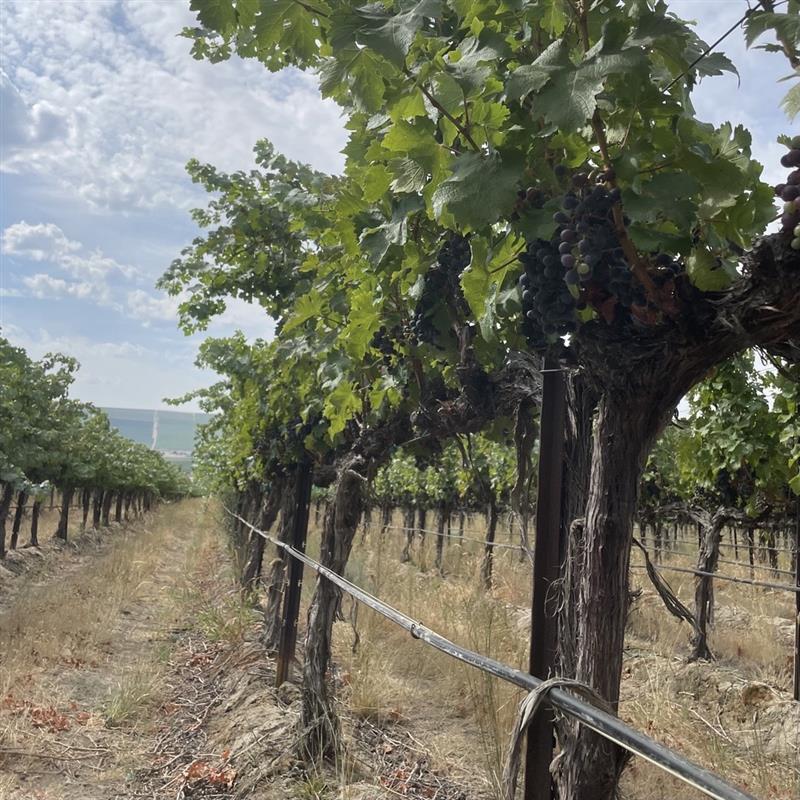 Three Things to Consider When Choosing a Vine Mealybug Mating Disruption Product