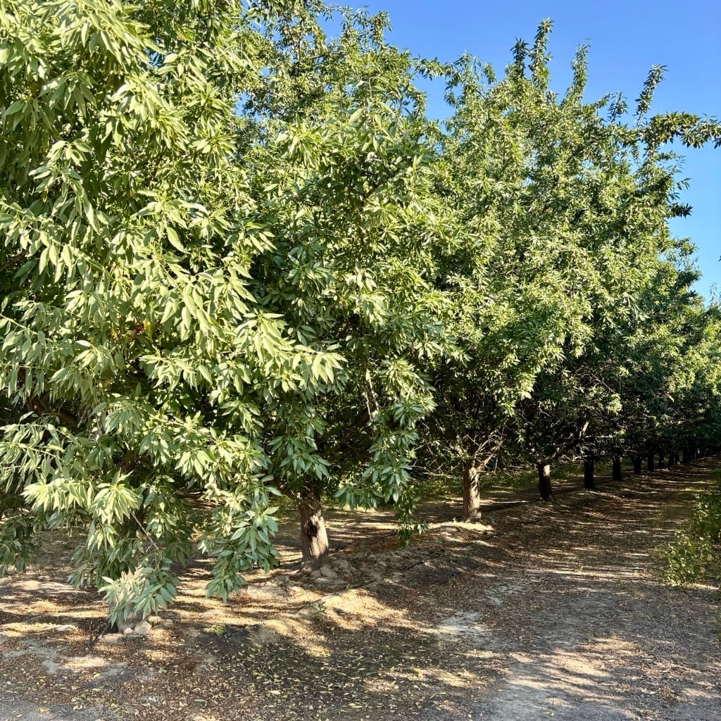 Almond Crop Set and its Impact on Navel Orangeworm Damage