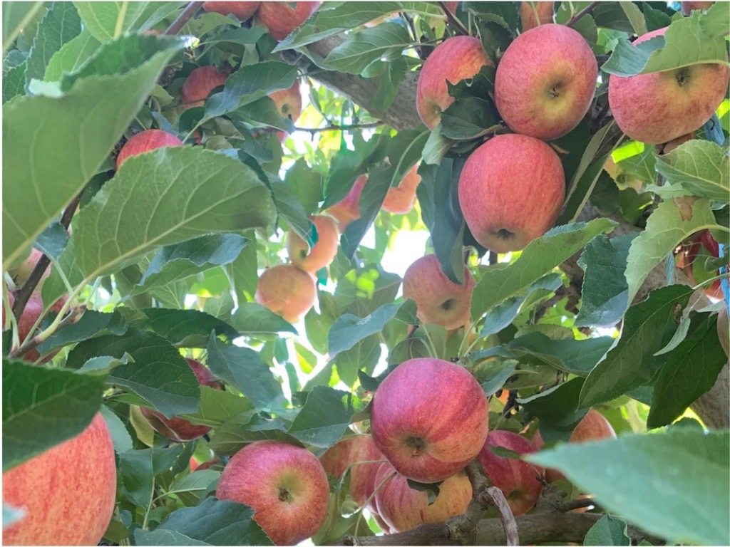 Best Practices for Codling Moth Monitoring in Apple Orchards