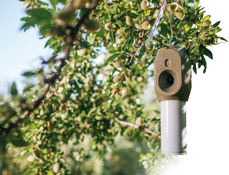 suterra-puffer-olivo-oro