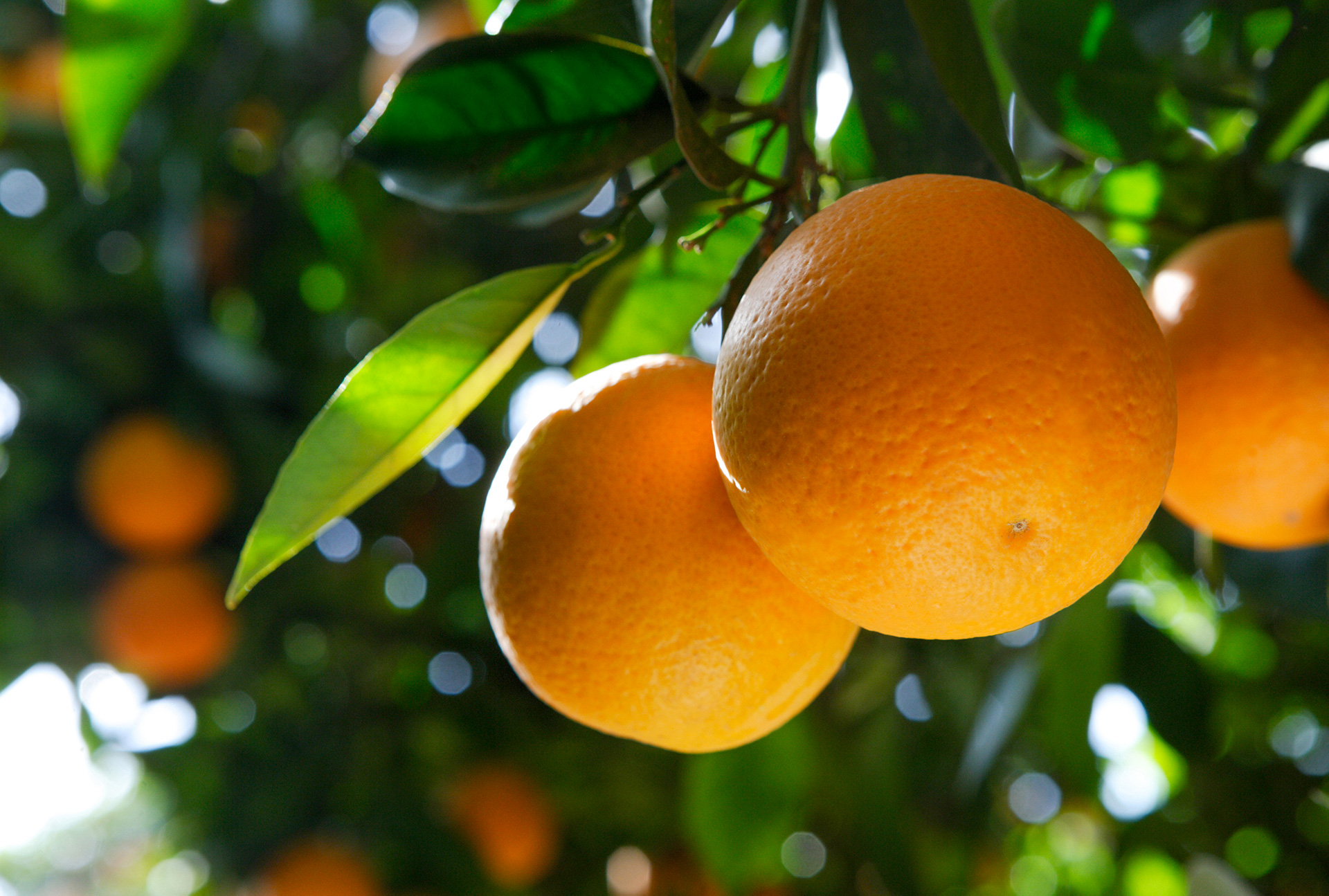 CitrusA 1920