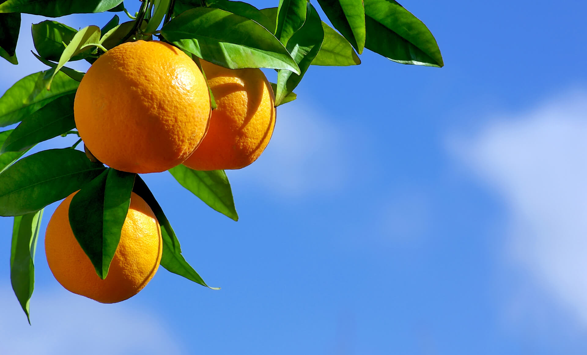 Naranjas sobre fondo de cielo azul