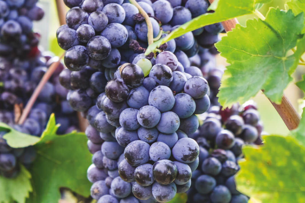 Racimo de uva negra