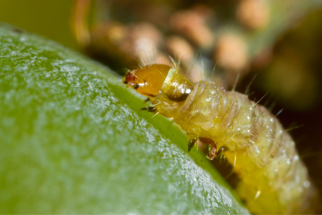 Plaga en fase oruga (close-up)