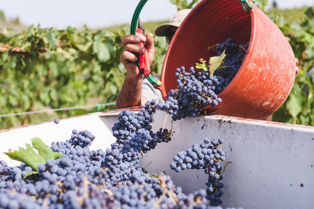 Vertido de racimos de uvas en camión