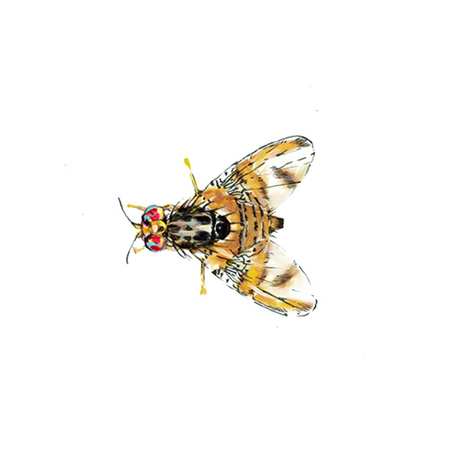 MED Pest Illustration