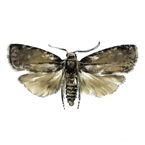 OFM Pest Illustration