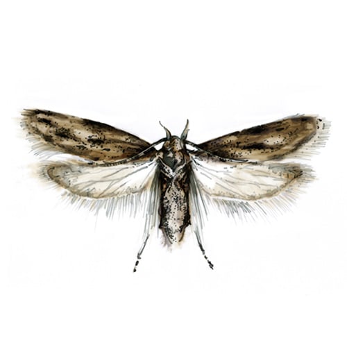 PTB Pest Illustration