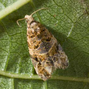 lobesia-botrana-adult