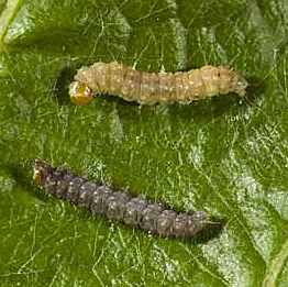 lobesia-botrana-larvae