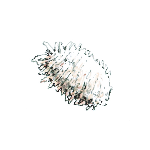 Ilustración Cochinilla algodonosa