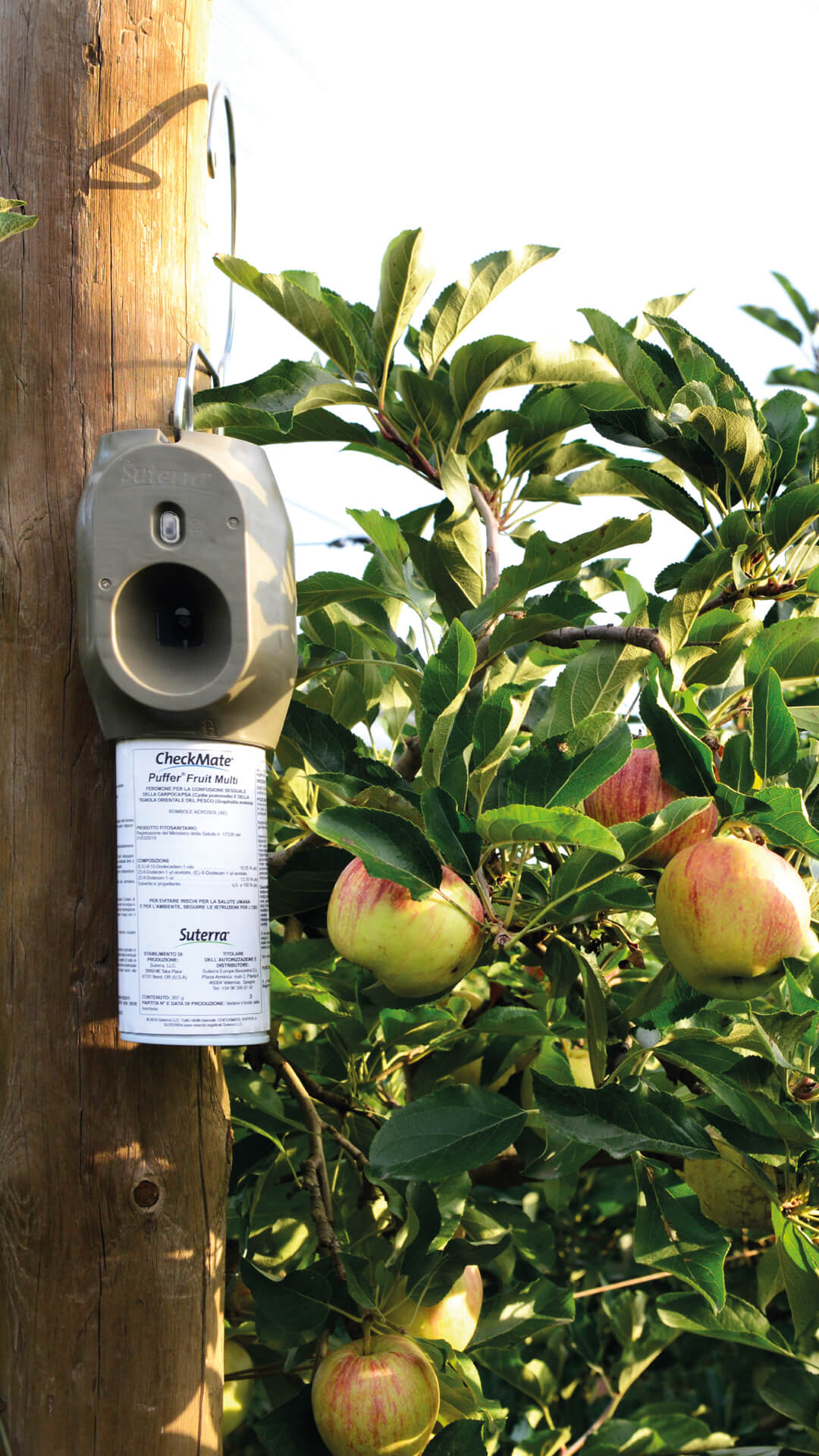 Fruit-Multi-Field-Apples