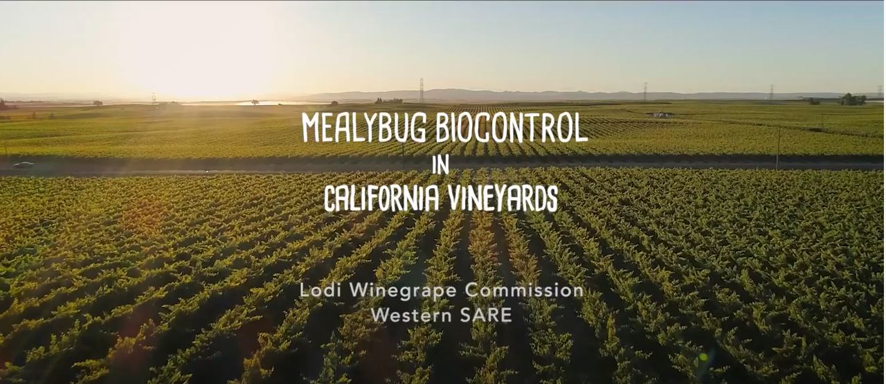 Vine Mealybug Biocontrol in California Vineyards