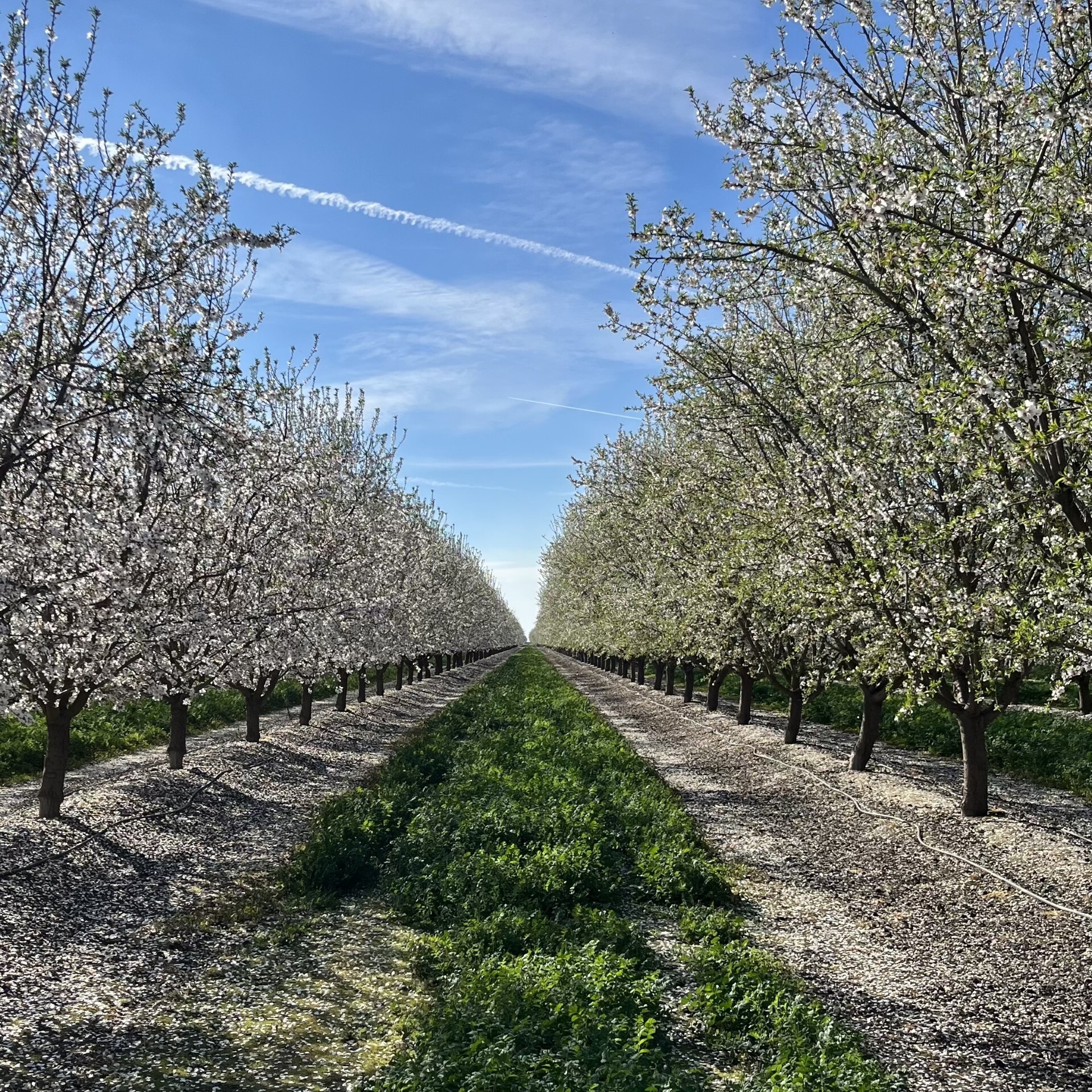 Updates for California Nut Crops