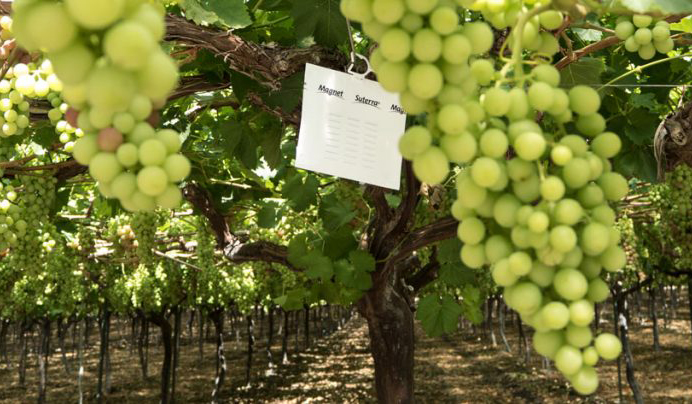 Suterra Magnet Med in Grape vines