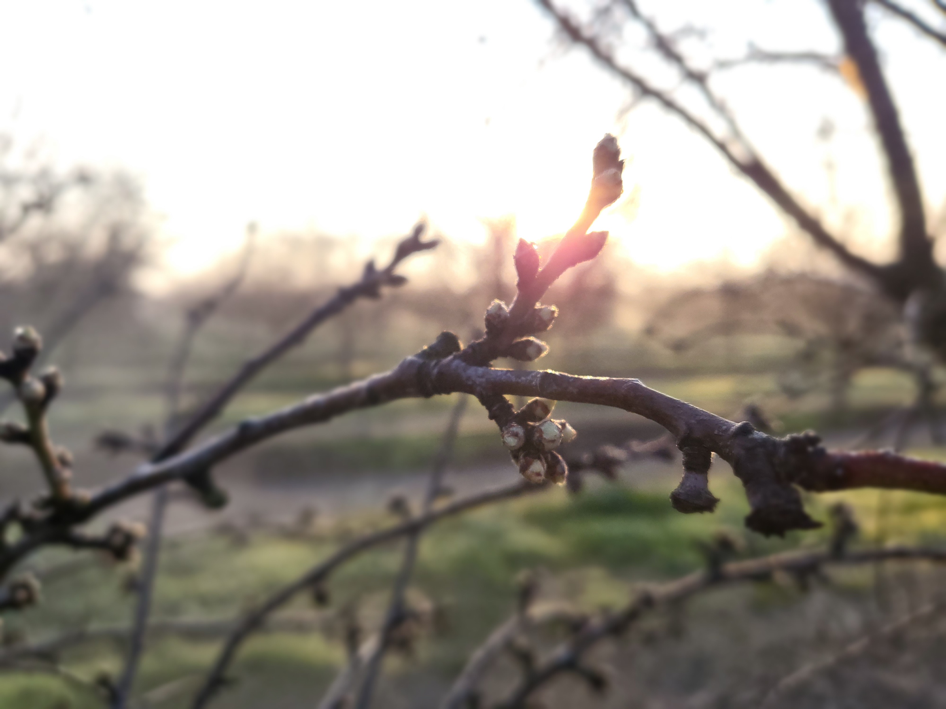 Almond tree branch in budswell.