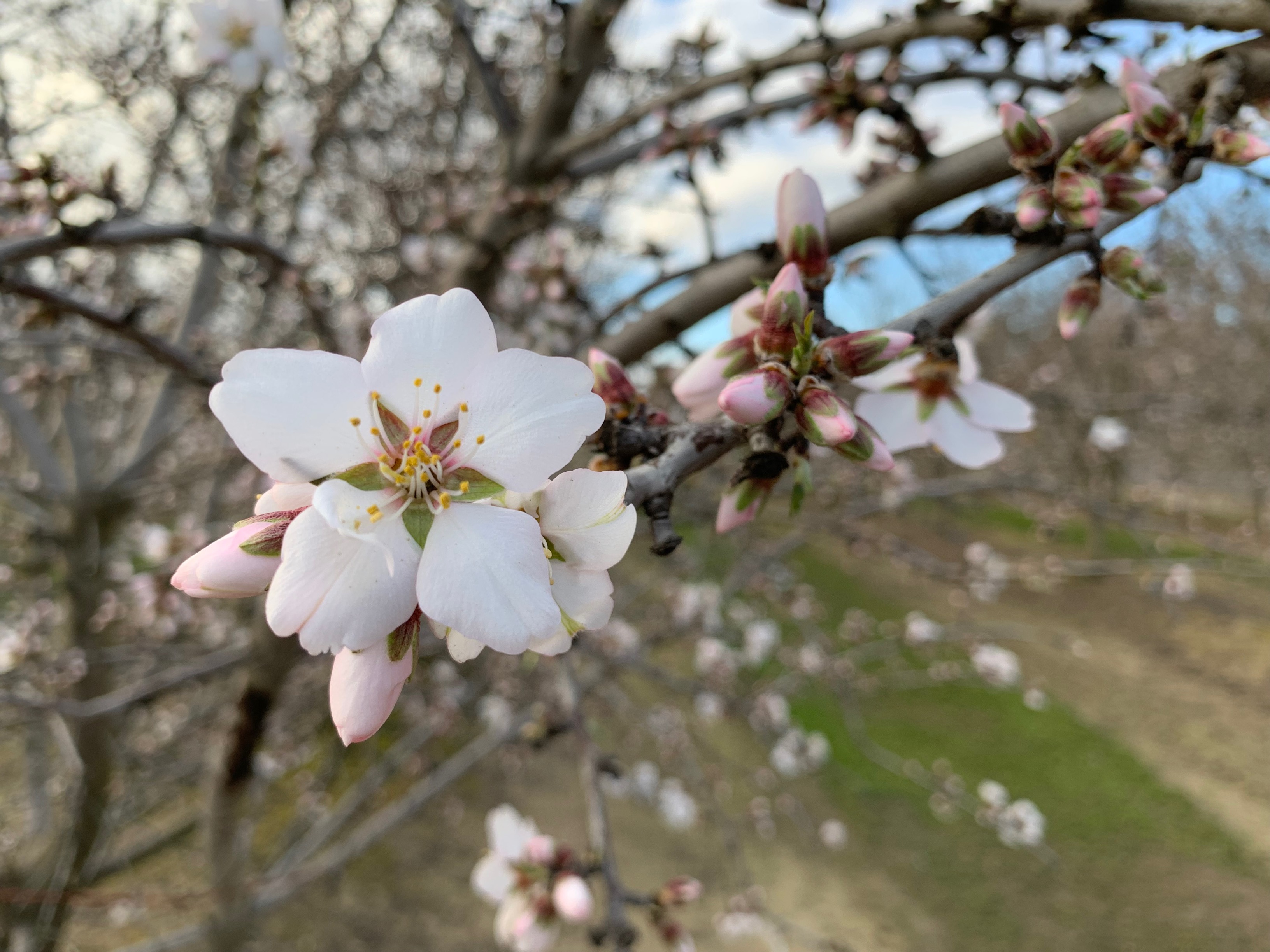 Almond bloom in orchard.