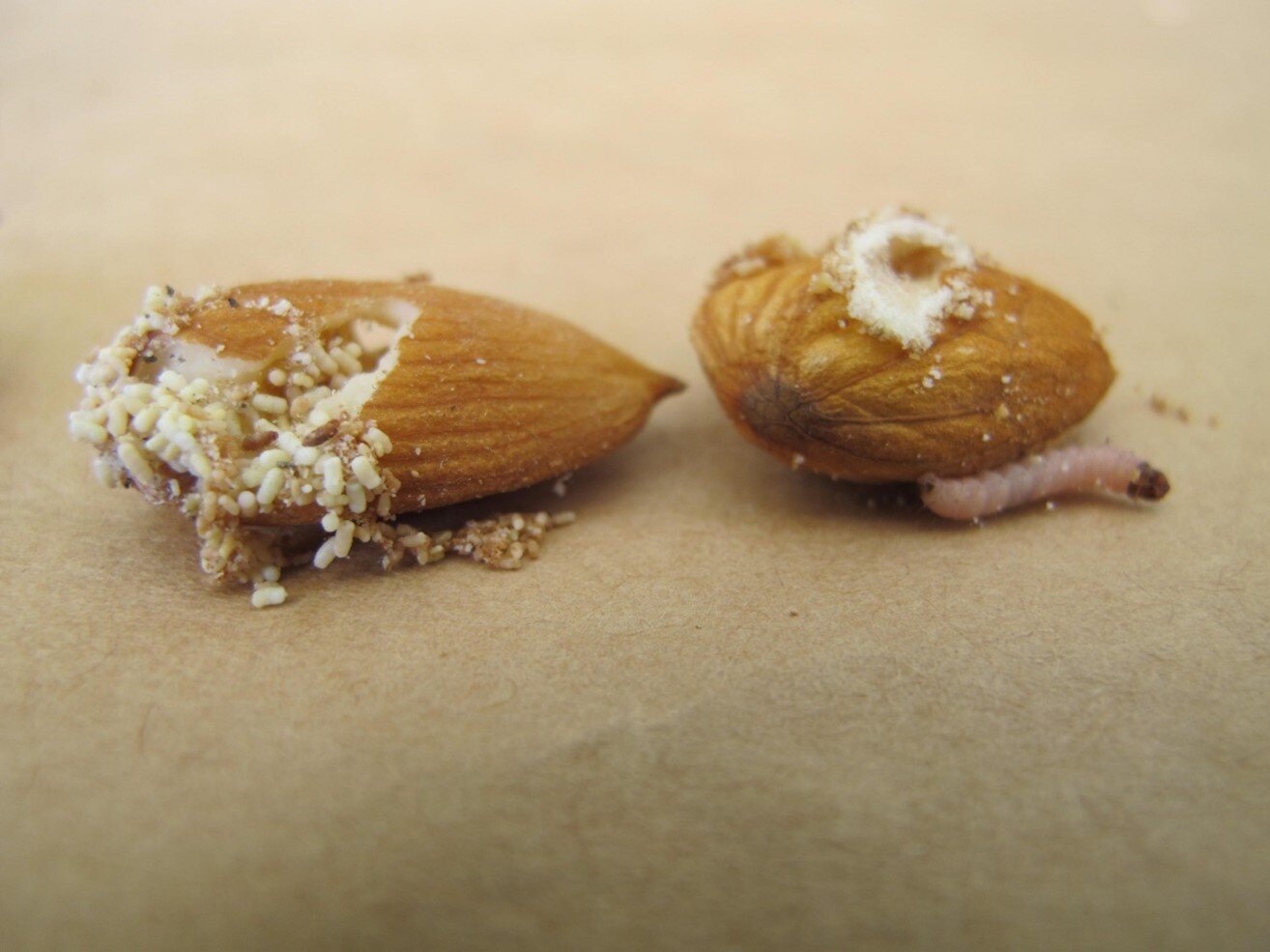 NOW almond damage