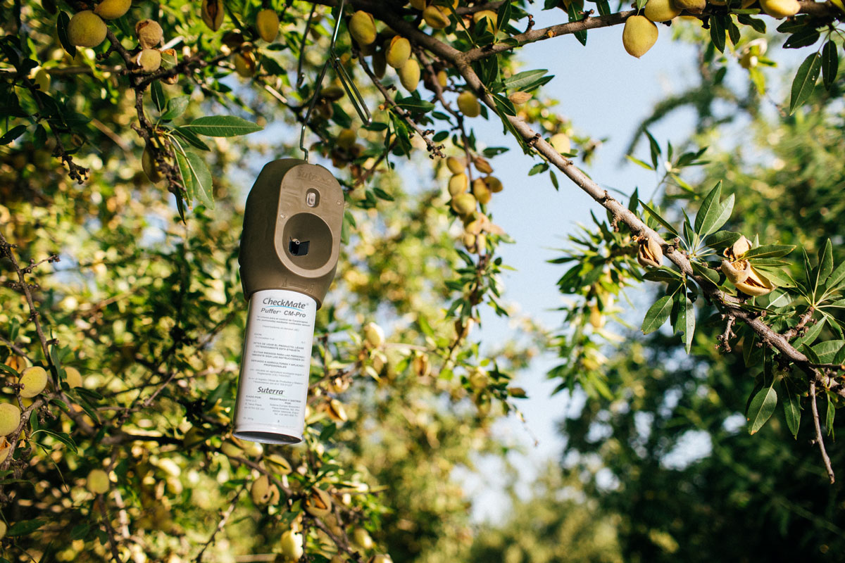 Puffer_Nuts_CM-PRO-3