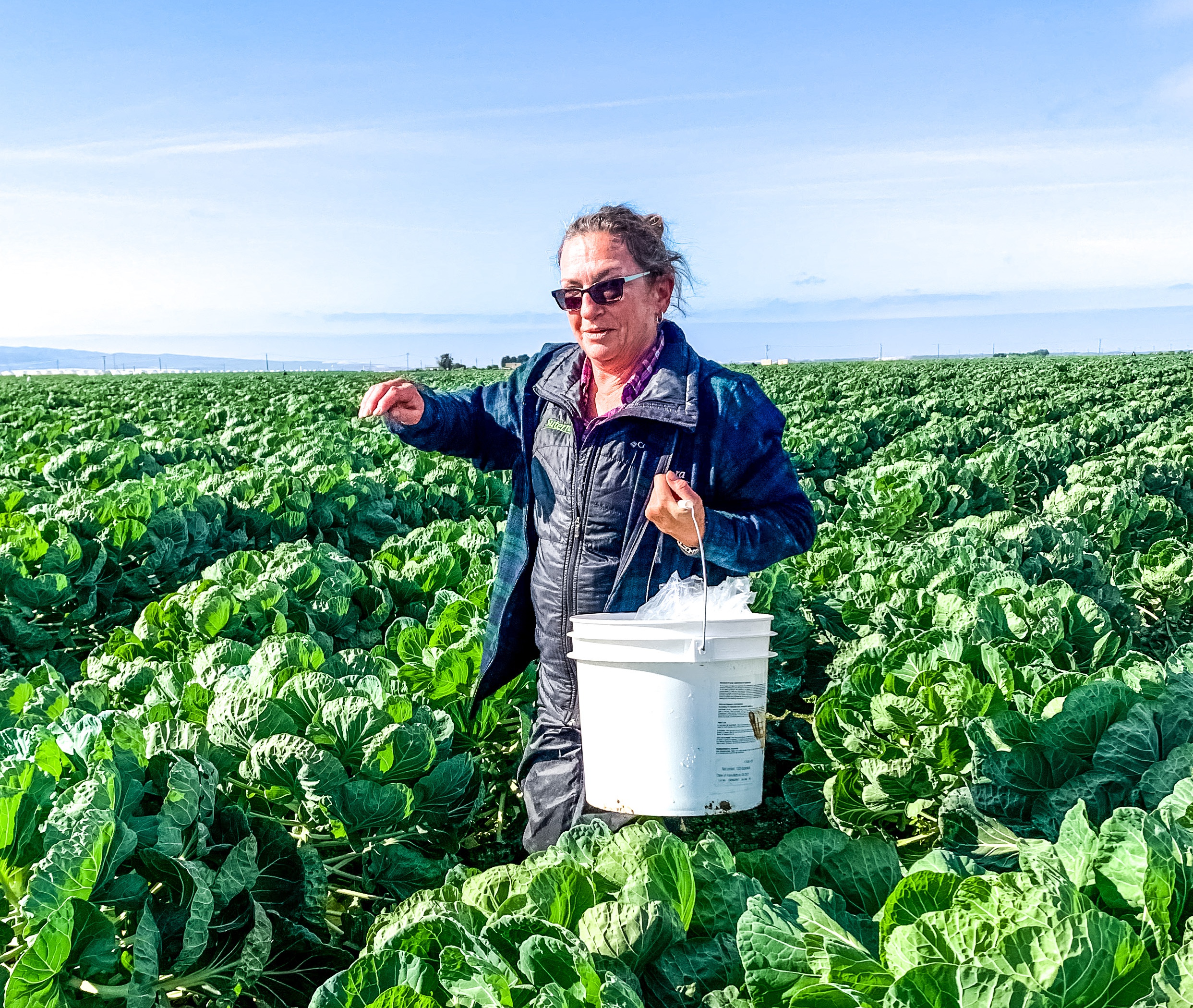 A Suterra Field Representative walks through a field of brussels sprouts with Suterra products.