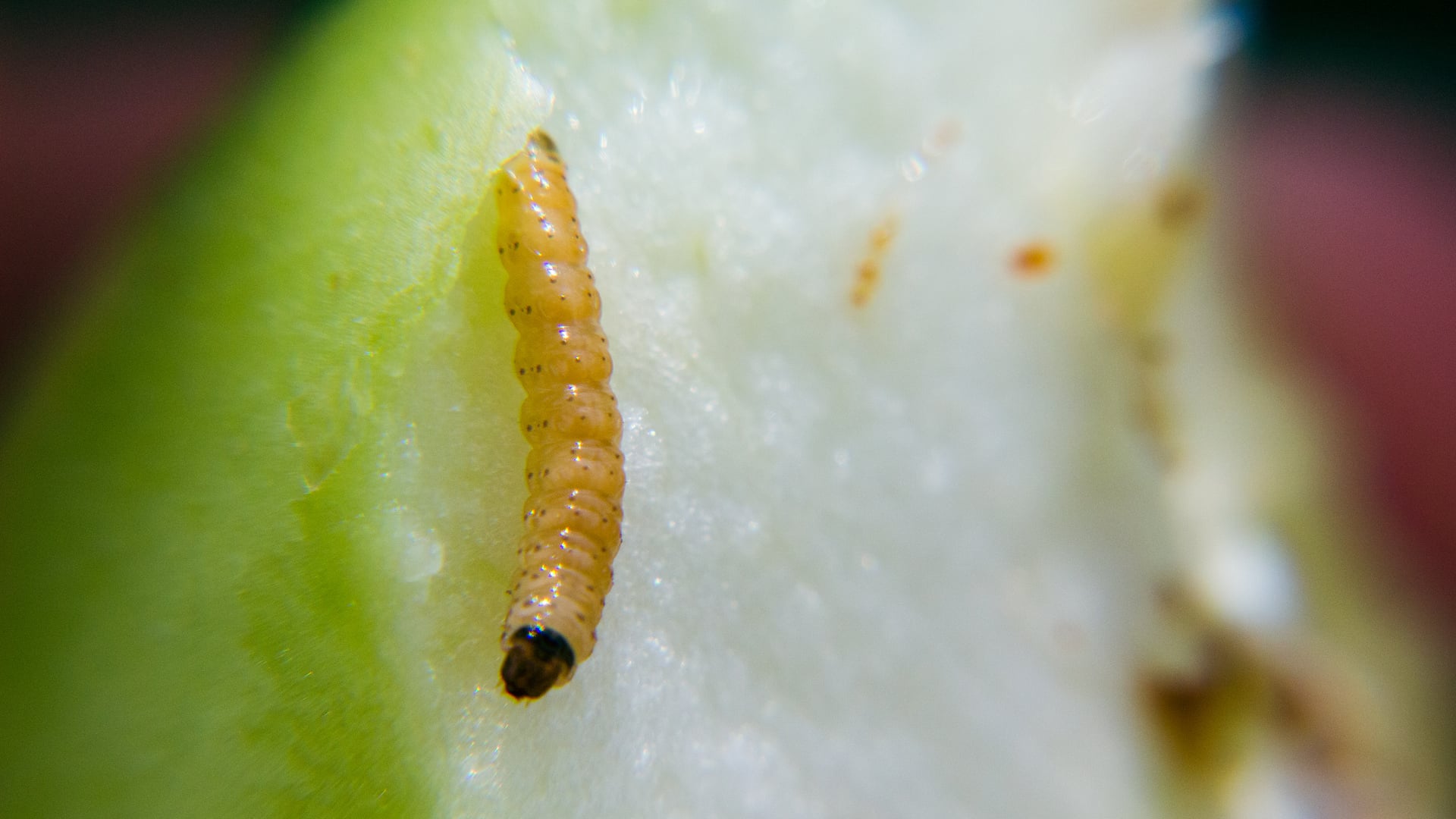 Sut-Codling-Moth-20220907-002