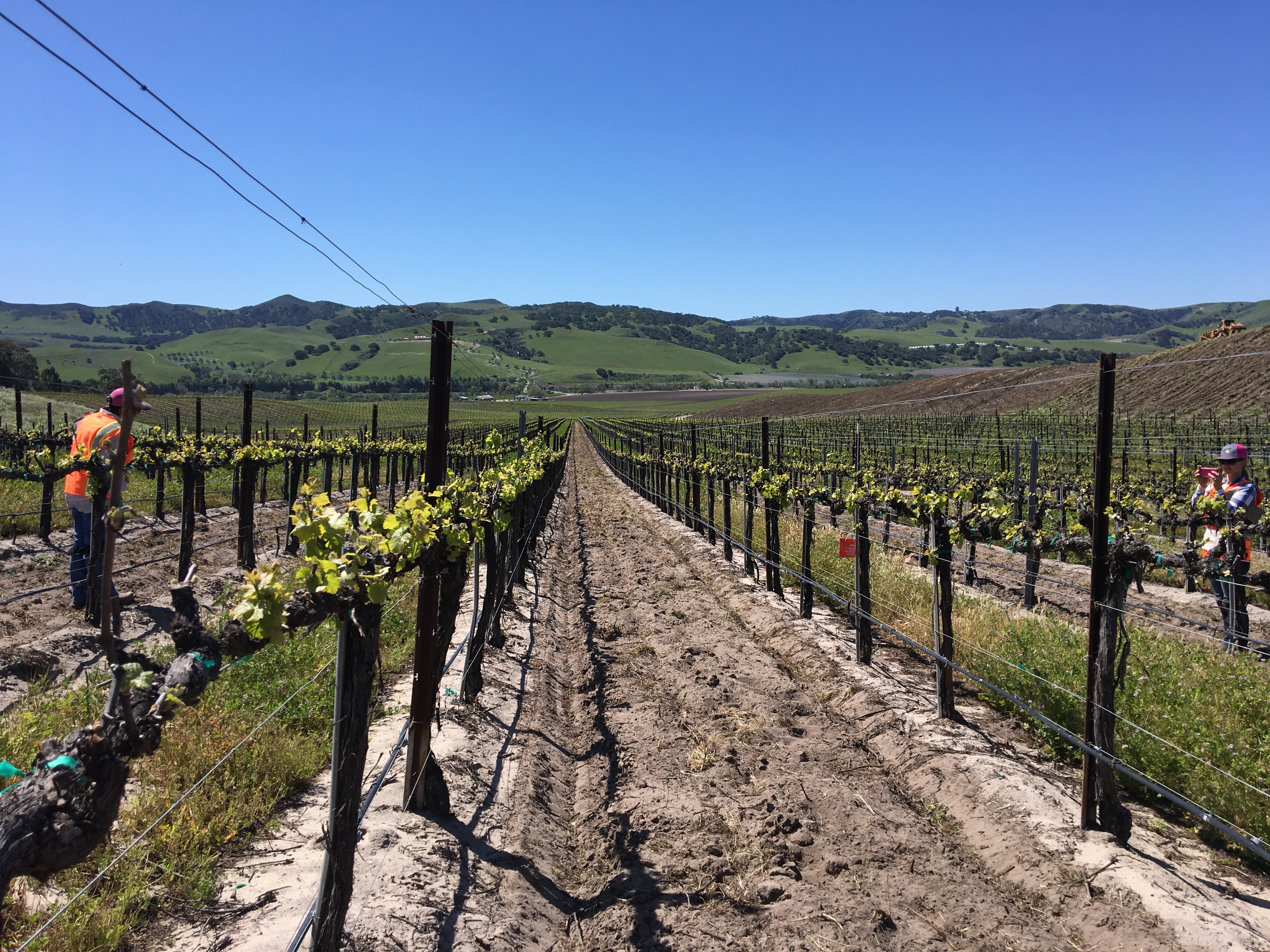 Vineyard during daytime using Suterra products.