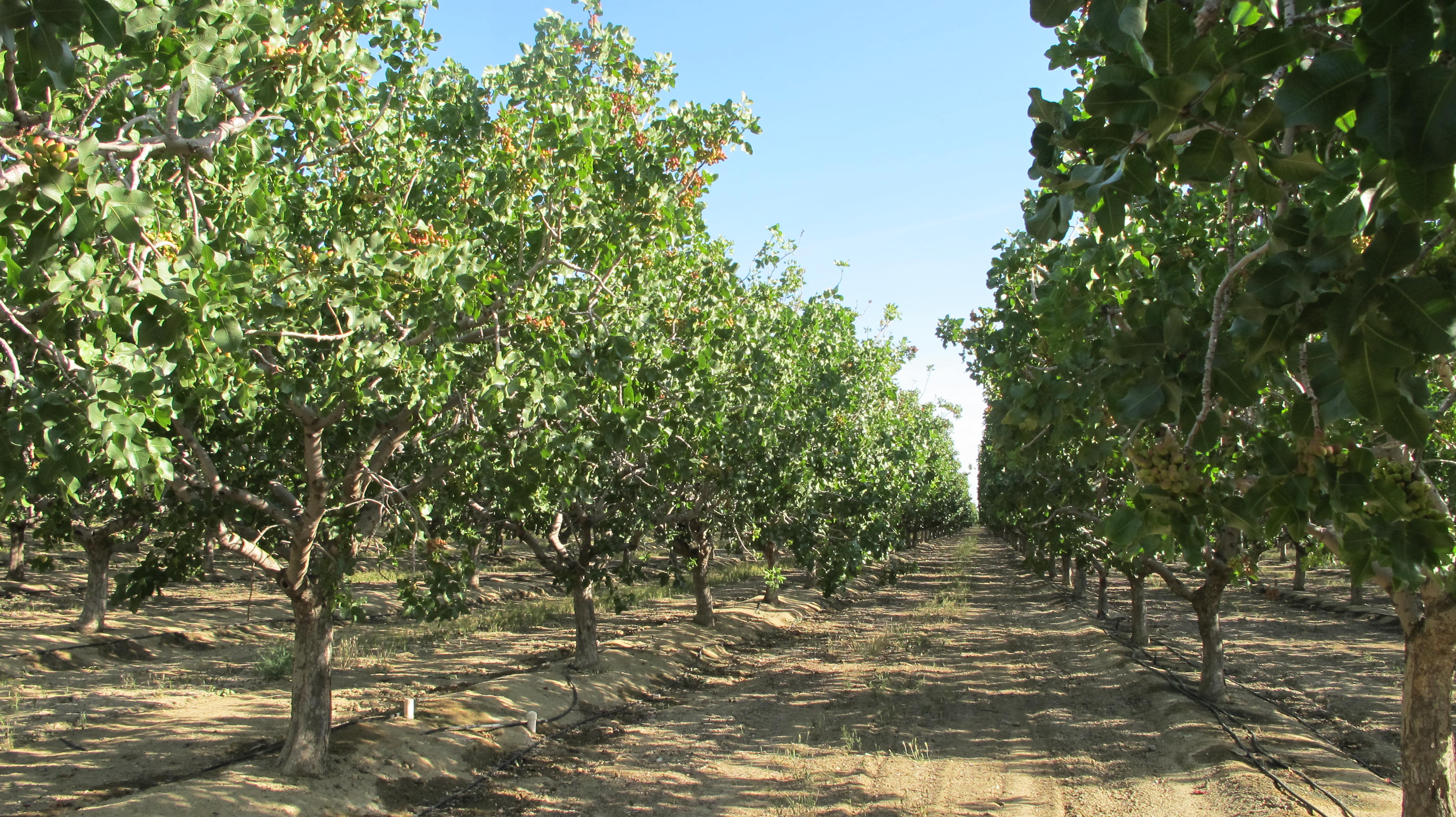 Row of pistachio trees in orchard.