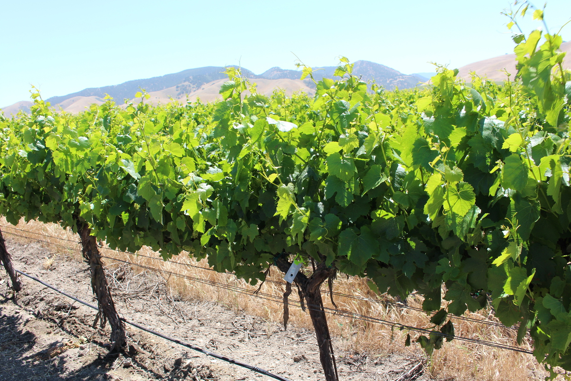 vines-landscape-usa