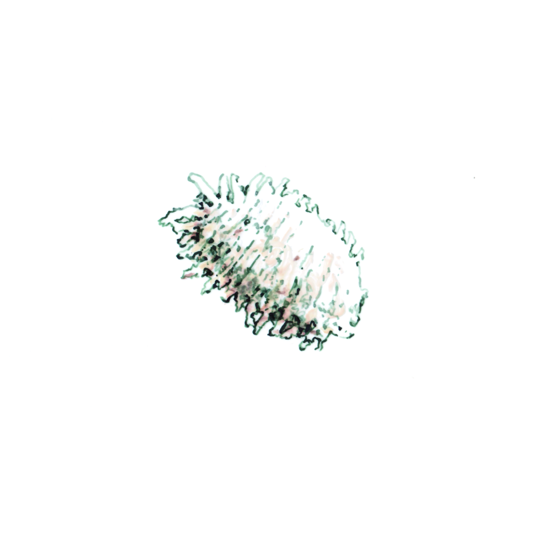 Vine Mealybug-VMB Illustration