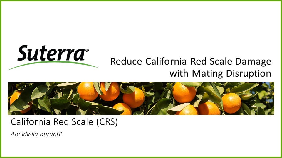 Reduce California Red Scale Damage