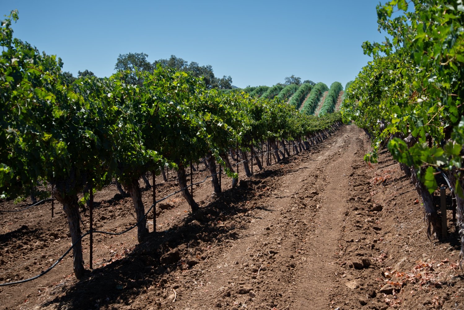 Vineyard vines extending over rolling hills.