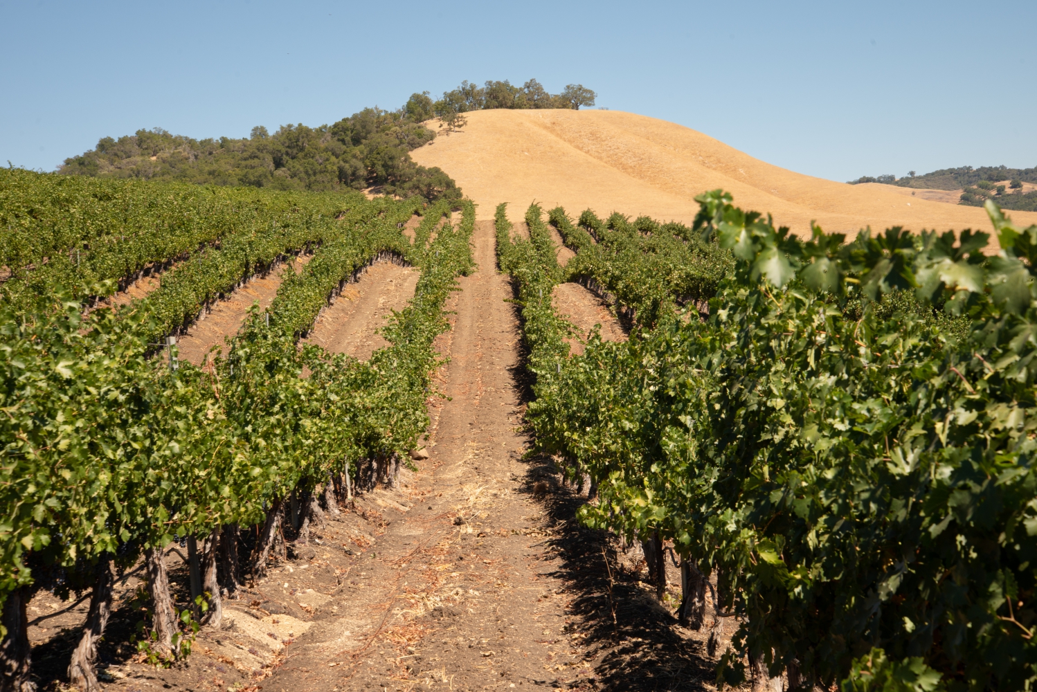 Vineyard sprawling over hills in summer.