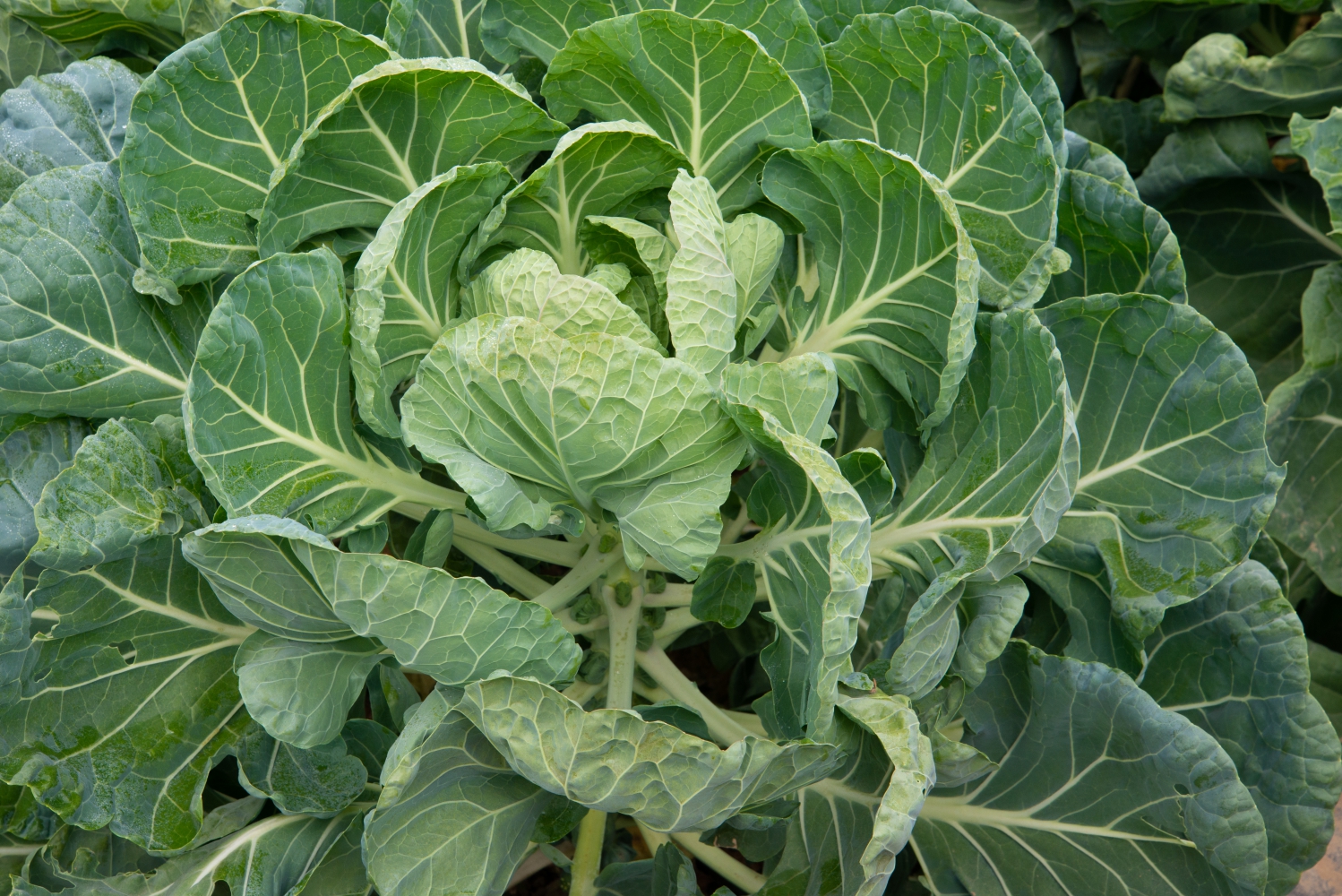 Close-up of brussels sprouts in field.