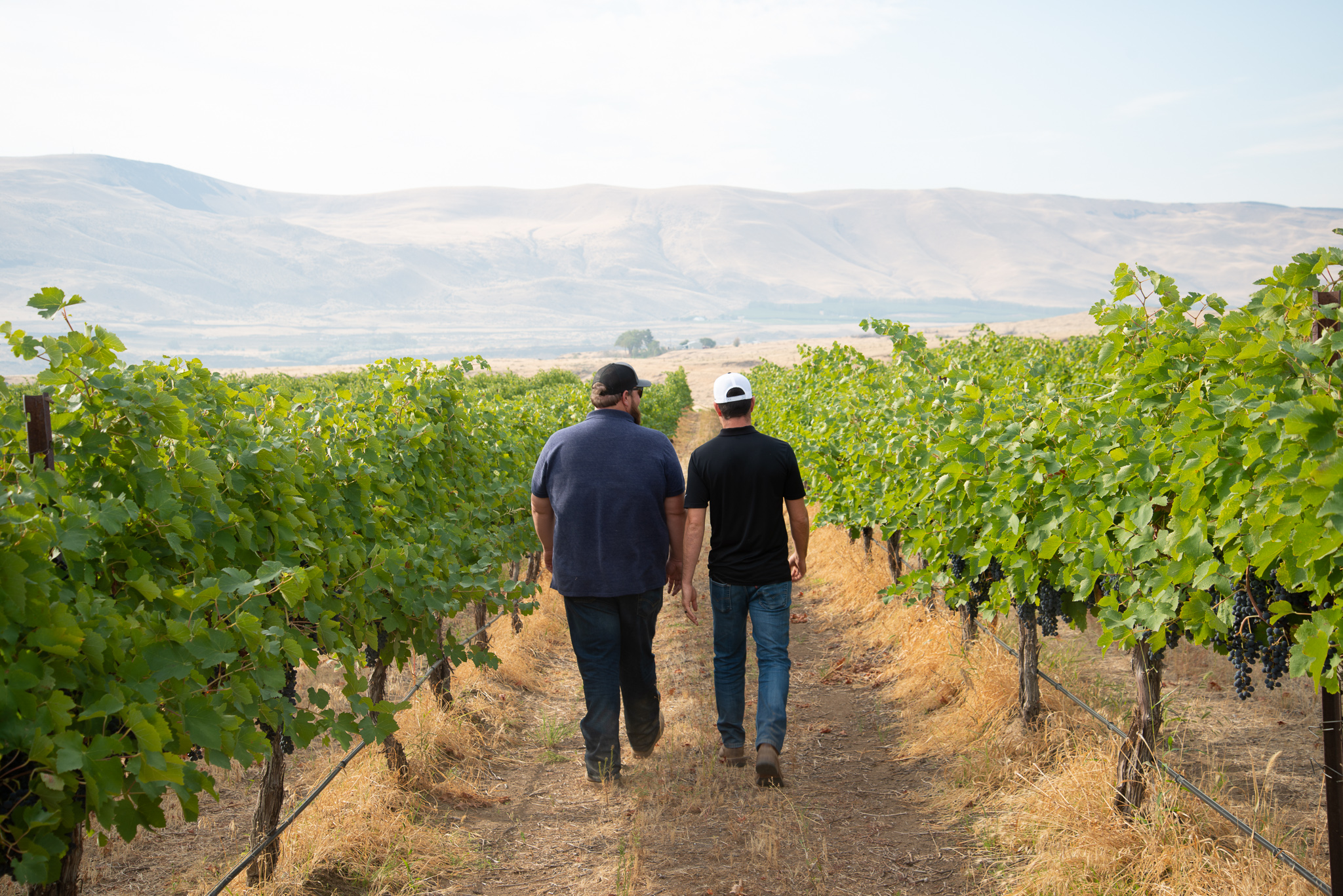 Two field techs walk away in a vineyard.
