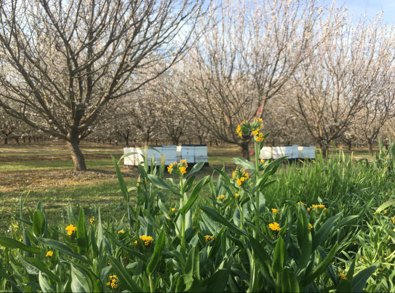 Cover crops in an almond orchard.