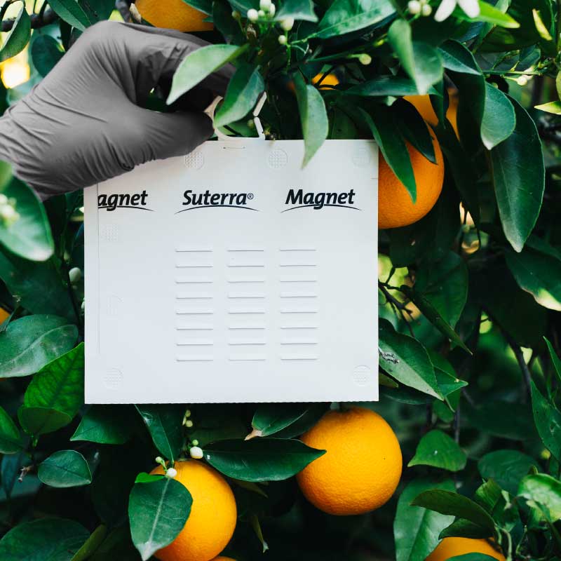 adelantate-a-la-mosca-con-Magnet-Med