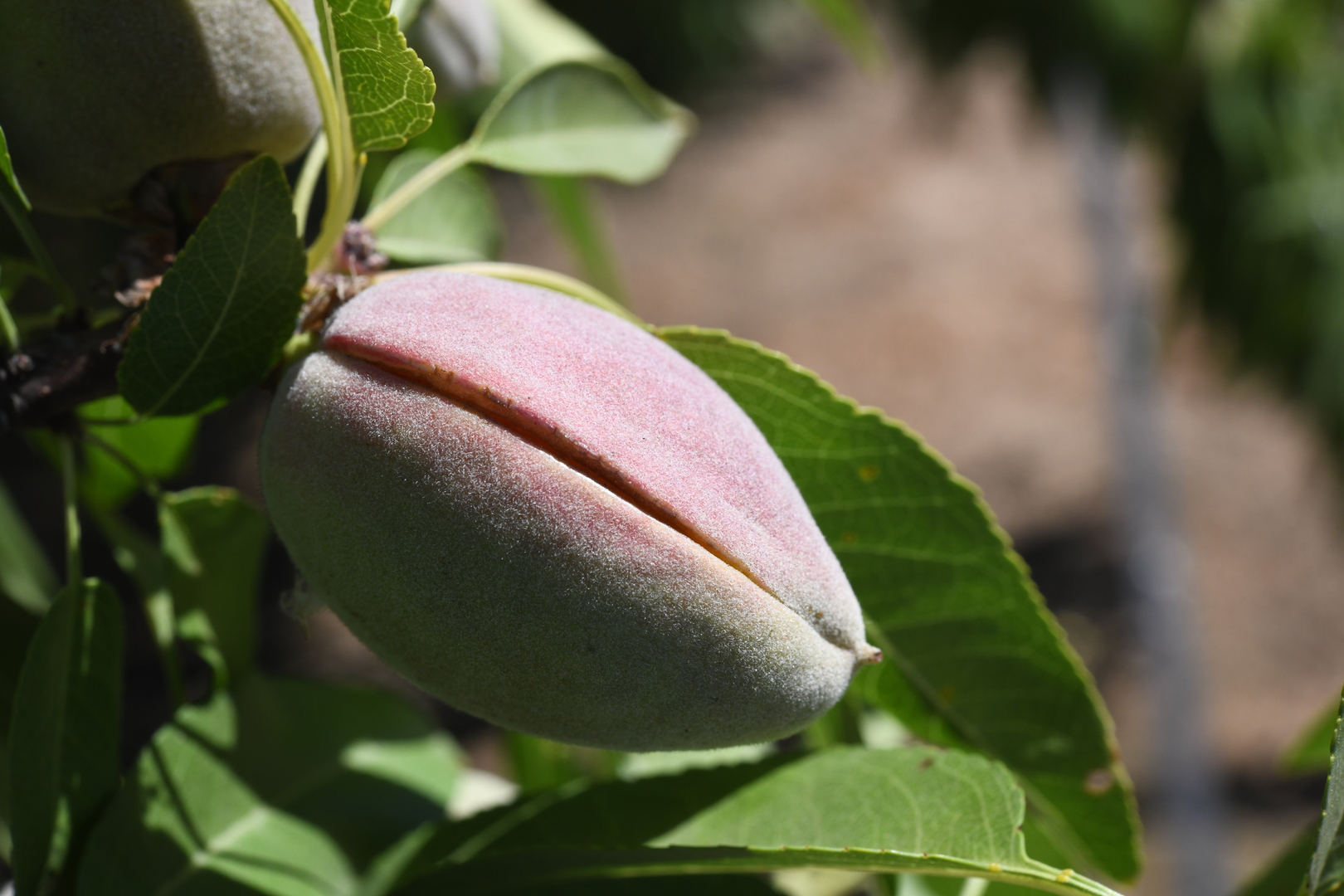 Almond growers prepare for 2023 hull split