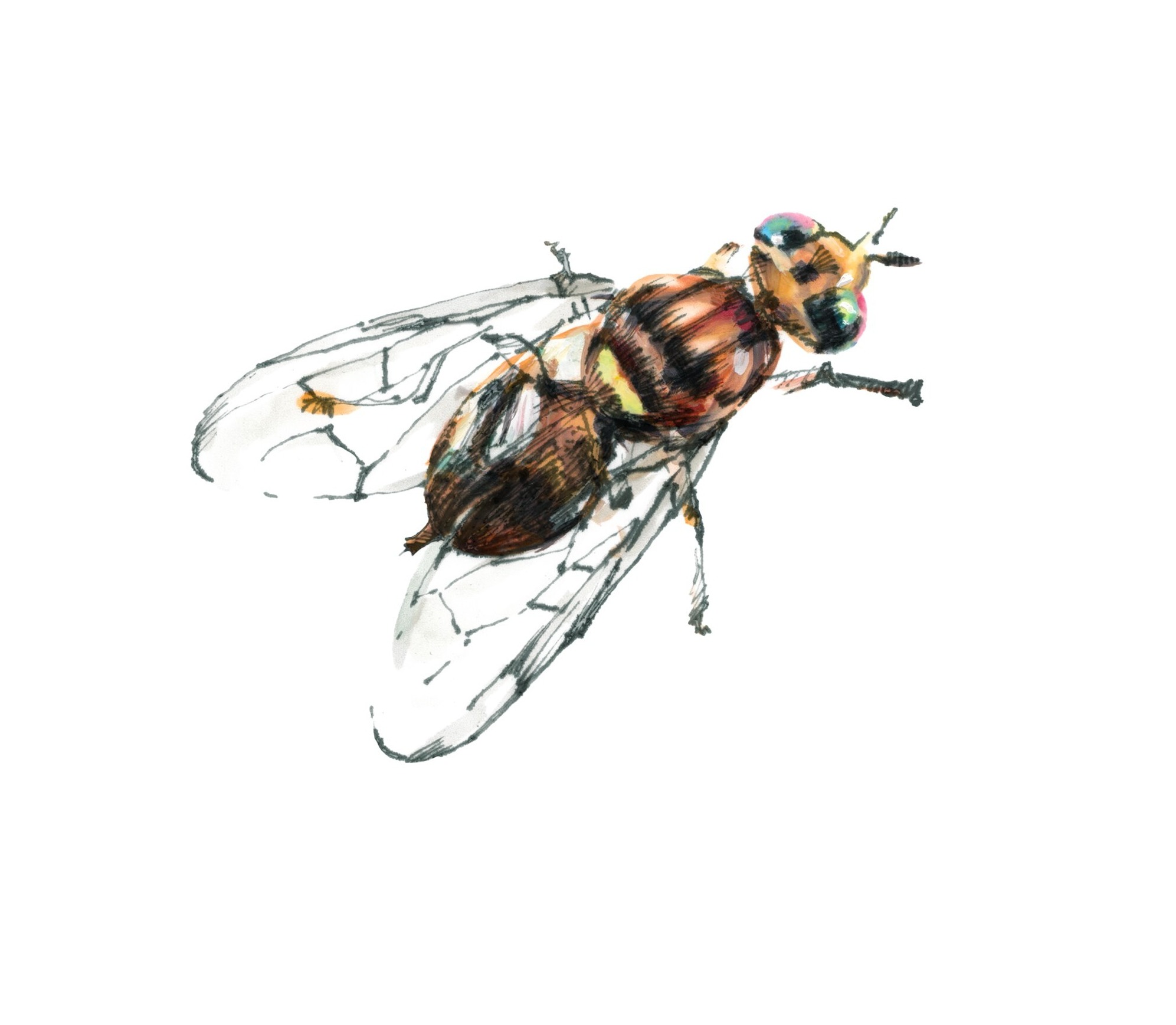 bactrocera-oleae-ilustracion