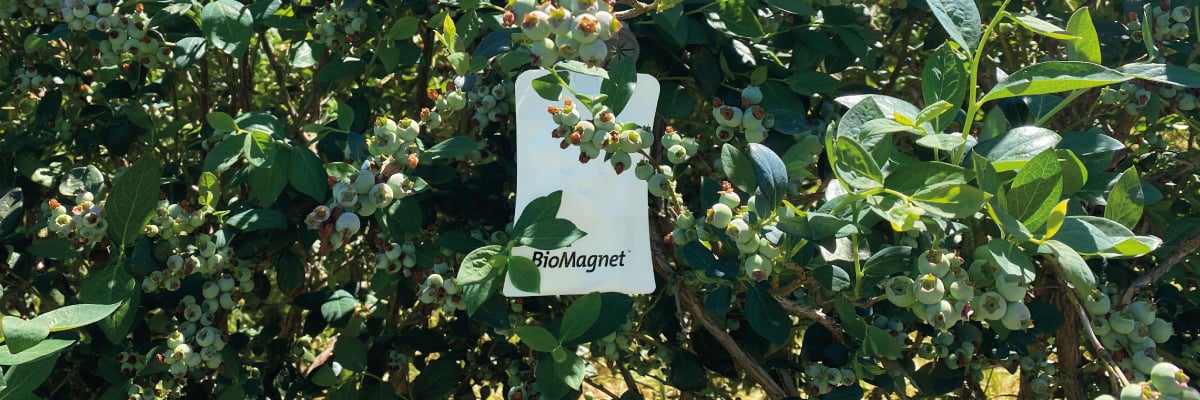 Chega o BioMagnet™ RUBY, a solução mais inovadora contra a mosca em frutos vermelhos
