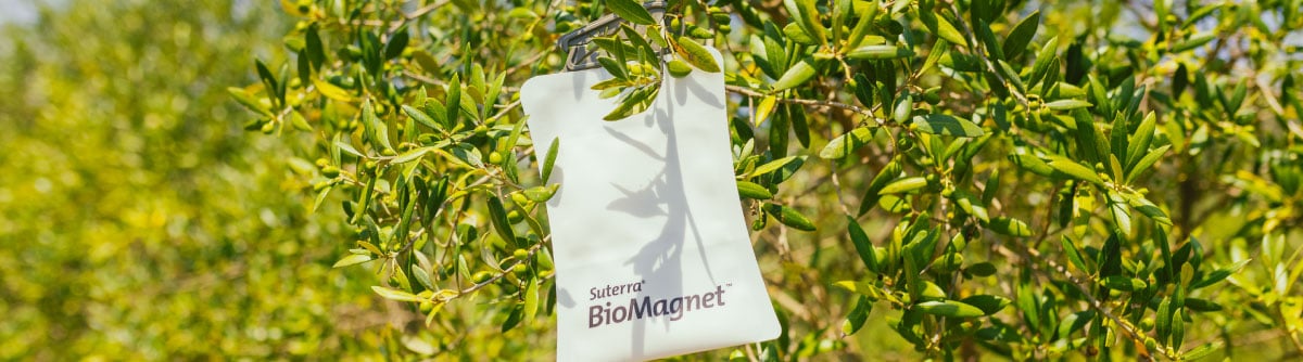 La soluzione più vantaggiosa per controllare la mosca dell'olivo si chiama BioMagnet™ ORO