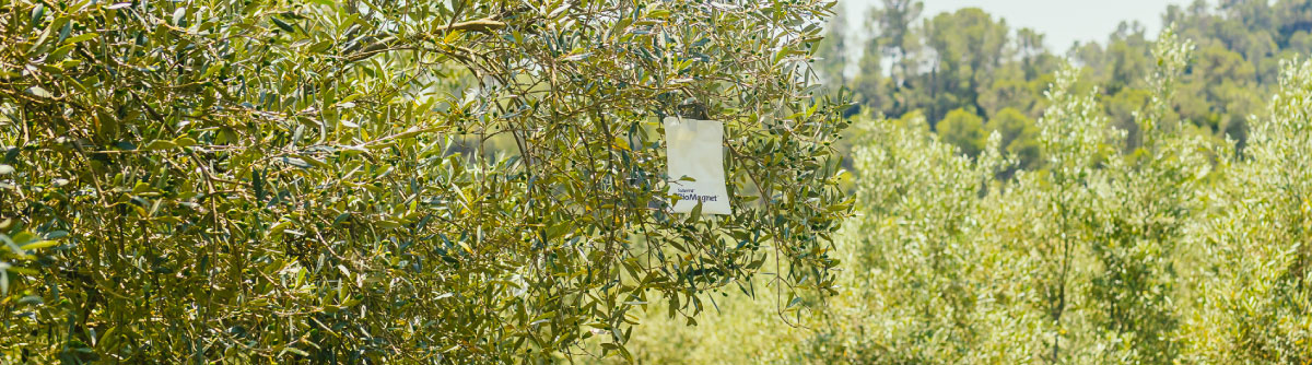 biomagnet-oro-Suterra-Mosca-del-Olivo-header