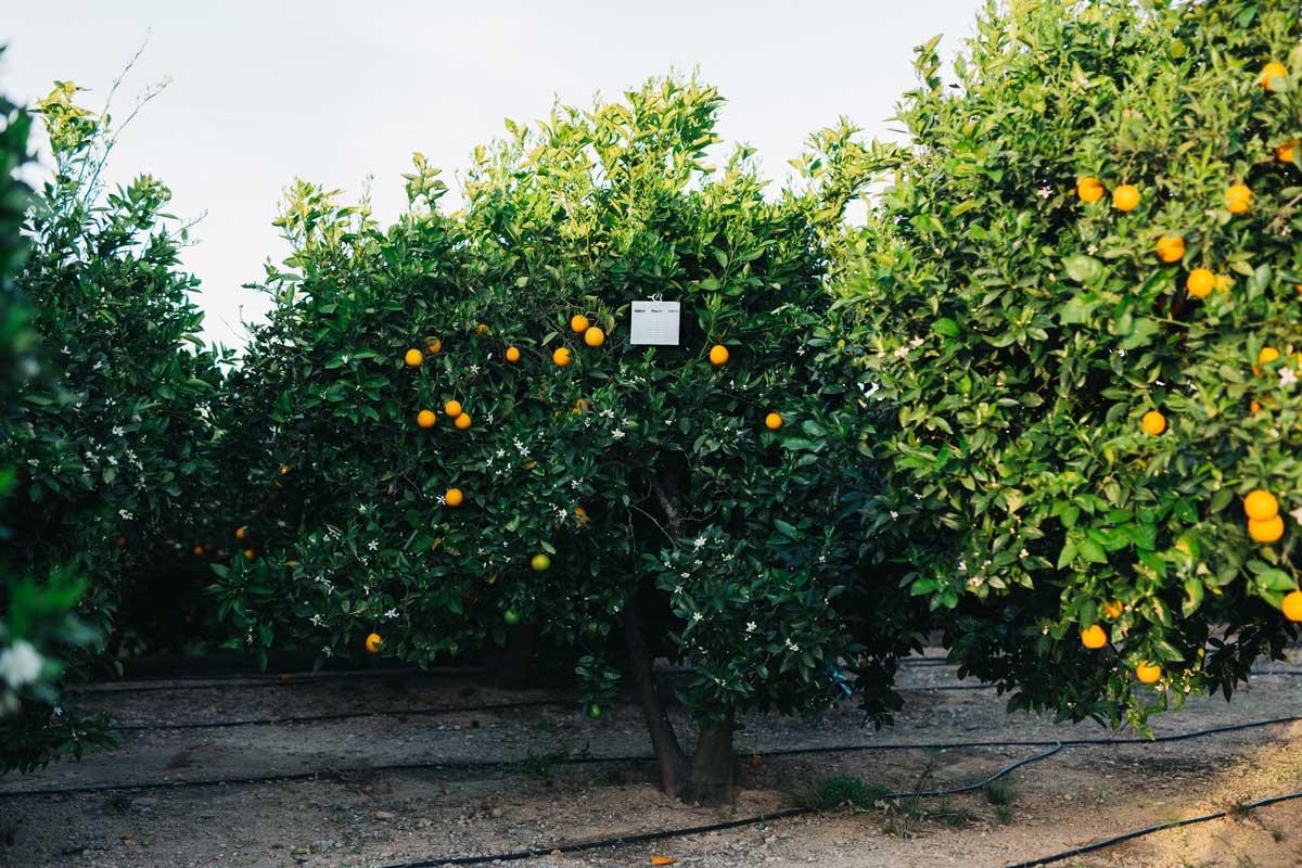 Suterra Magnet Med in Citrus tree